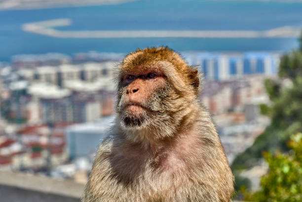 le scimmie di gibilterra o i macachi barbareschi sono considerati da molti la principale attrazione turistica di gibilterra - rock of gibraltar foto e immagini stock