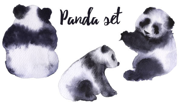 zestaw z niedźwiedziami pandy. odizolowane na białym tle. - bamboo watercolor painting isolated ink and brush stock illustrations