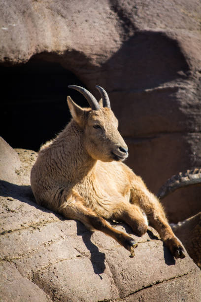 istock Grown mother west Caucasian tur sheep resting on sunny cliff 655541202