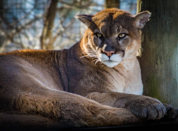 istock Relaxing beautiful cougar looking ahead close up 655541252