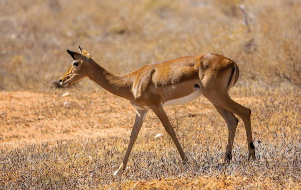 istock A female impala. Tsavo East. Kenya. 655541292