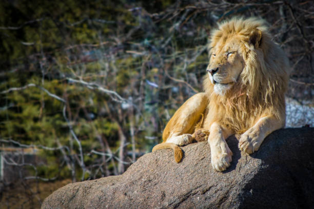 istock White male lion relaxing on a hot day on rock 655541330