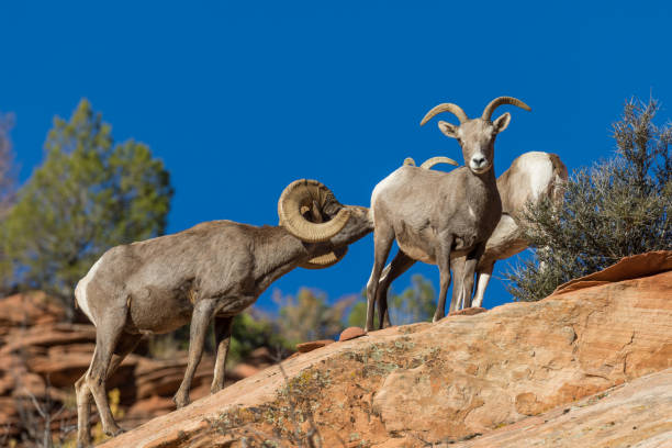istock Desert Bighorn Sheep in Rut 655543850