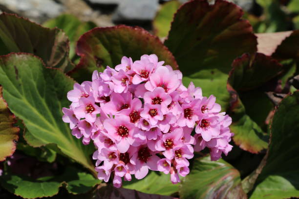 Bergenia stracheyi blooming pink in spring Bergenia stracheyi blooming pink in spring betula utilis stock pictures, royalty-free photos & images