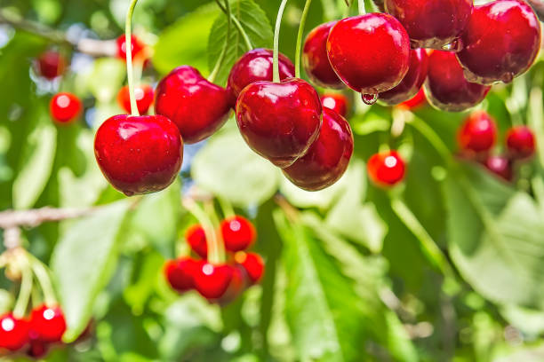 istock Berries cherries on a branch in the summer rain, macro 655543982