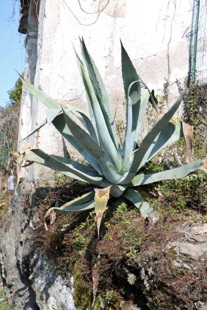 istock Great agave on the roadside, Italy 655543988
