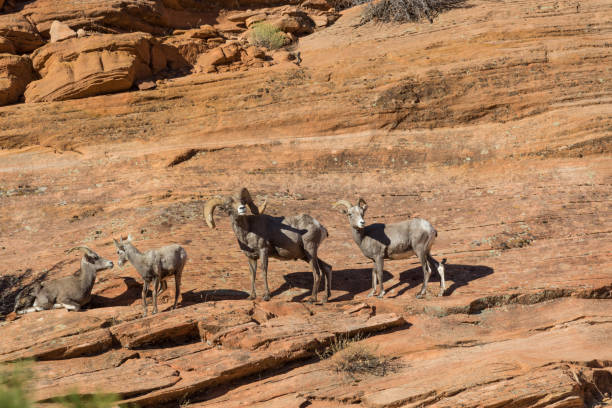 istock Desert Bighorn Sheep in Rut 655544162