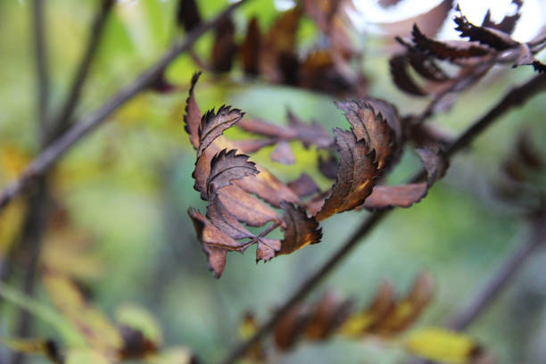 istock Leaves brown in Autumn 655544252