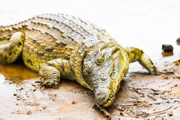 istock Nile Crocodile - Crocodylus niloticus, Galana river, Kenya 655548414