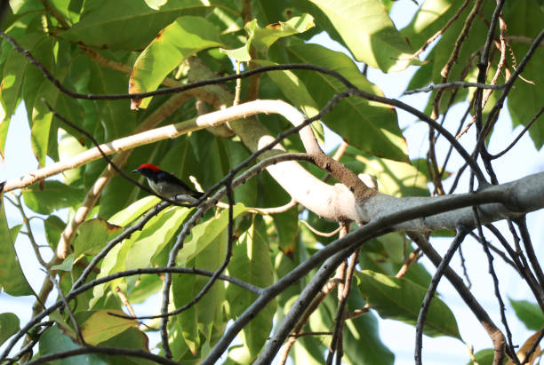 istock Scarlet-backed Flowerpecker holding on tree in summer 655548544