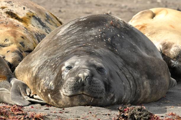 southern elephant seal - animal fat imagens e fotografias de stock