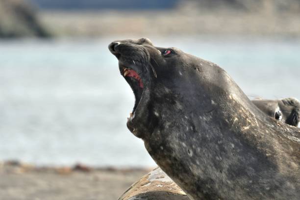 elefante marinho do sul - animal elephant seal seal yawning - fotografias e filmes do acervo