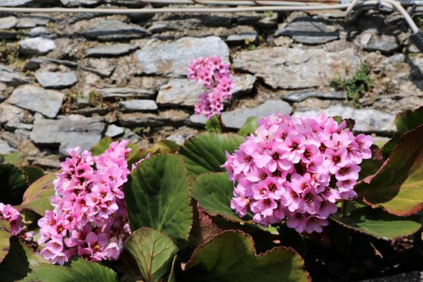 Himalayas Bergenia blooming pink in spring Himalayas Bergenia blooming pink in spring betula utilis stock pictures, royalty-free photos & images