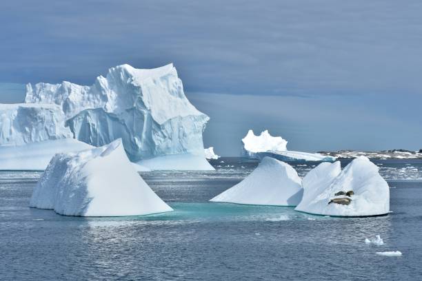 istock Crabeater Seals and Icebergs 655548886