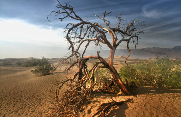 dead tree in the mojave desert - death valley california - mesquite tree imagens e fotografias de stock