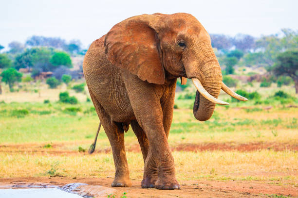 istock Red elephant in Tsavo East National Park. Kenya. 655552064