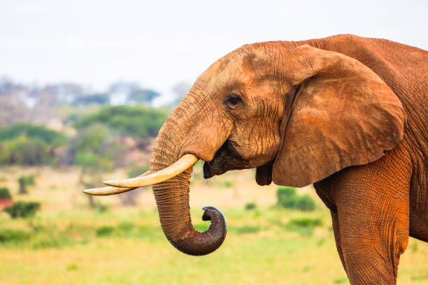 istock Red elephant in Tsavo East National Park. Kenya. 655554690