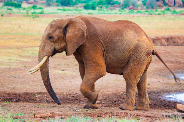 istock Red elephant in Tsavo East National Park. Kenya. 655554900