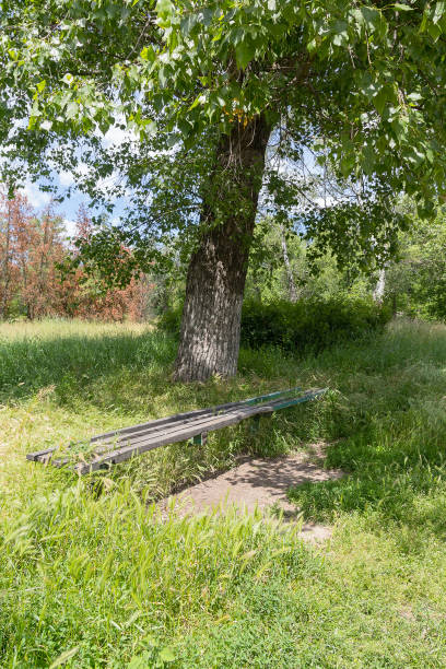 istock Old wooden bench under a tree in the park 655563700