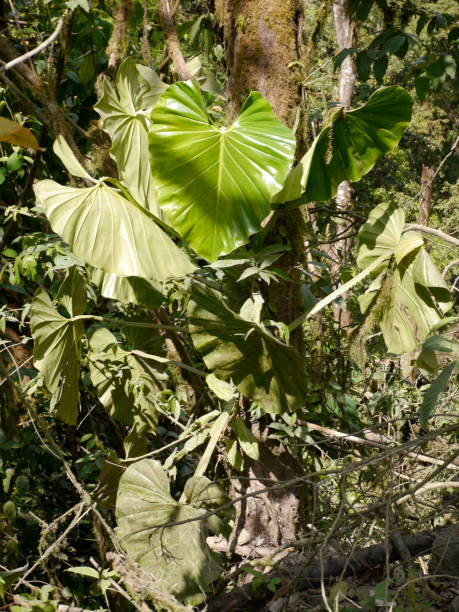 istock Elephant ear leaf, Costa Rica 655566186
