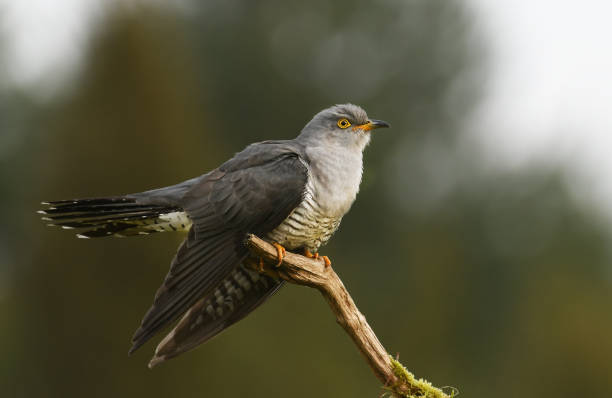 Cuckoo Common cuckoo (Cuculus canorus) common cuckoo stock pictures, royalty-free photos & images