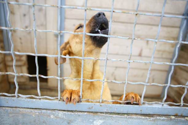 istock Animal shelter.Boarding home for dogs 655569982