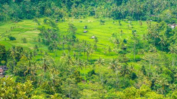 쌀 tarraces 및 몇몇 오두막 사이, sidemen, 발리, 인도네시아 - sidemen 뉴스 사진 이미지
