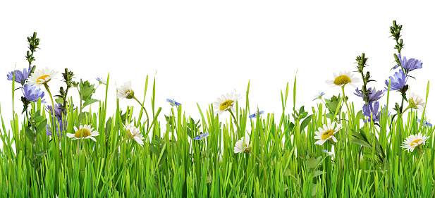 Grass and daisy flowers row isolated on white background