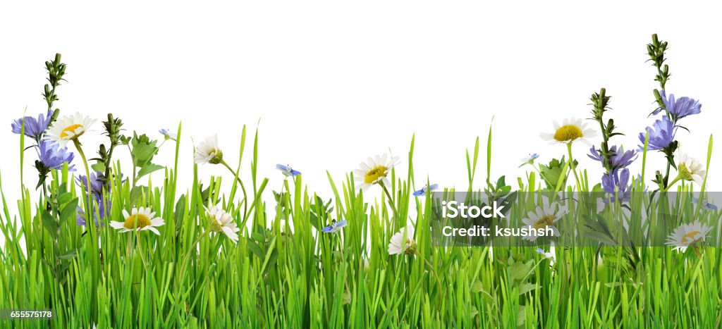 Grass and daisy flowers row Grass and daisy flowers row isolated on white background Flower Stock Photo