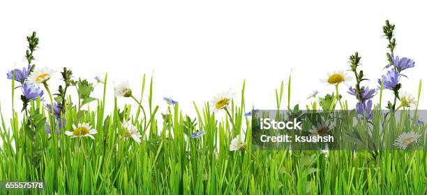 Grass And Daisy Flowers Row Stock Photo - Download Image Now - Flower, Grass, Meadow