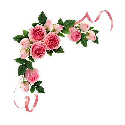 Pink rose flowers and ribbons corner arrangement isolated on white. Flat lay, top view.