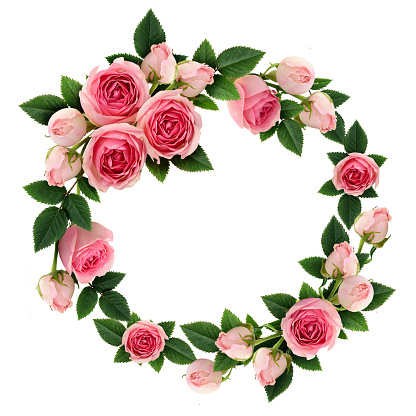 Pink rose flowers and buds circle frame isolated on white. Flat lay, top view.