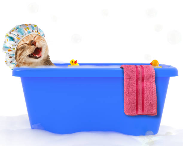 Funny cat is taking a bath in a colorful bathtub with toy duck.