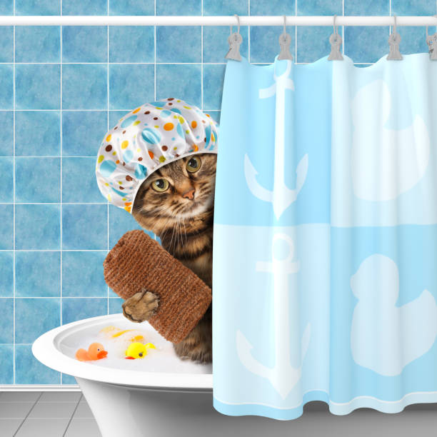 istock Funny cat with accessories for bathtub. 655575398