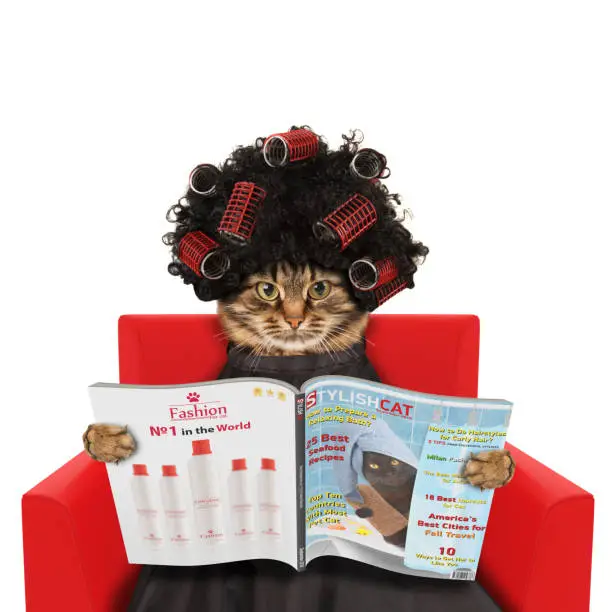 Photo of Funny cat at the hairdresser reading a magazine on white background. In a beauty salon.