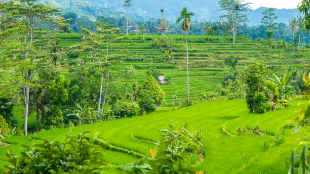 пышный зеленый рис эстраг в sidemen. бали, индонезия - sidemen стоковые фото и изображения