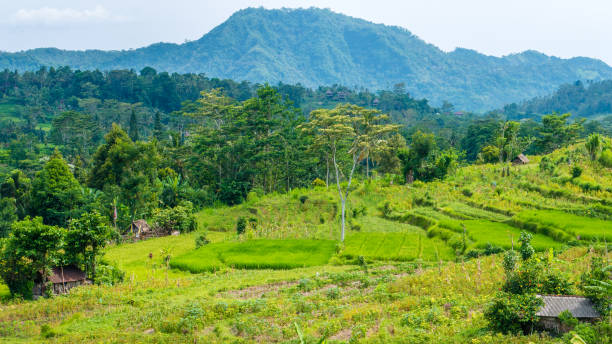 istock Rice tarraces and some huts between, Sidemen, Bali, Indonesia 655585664