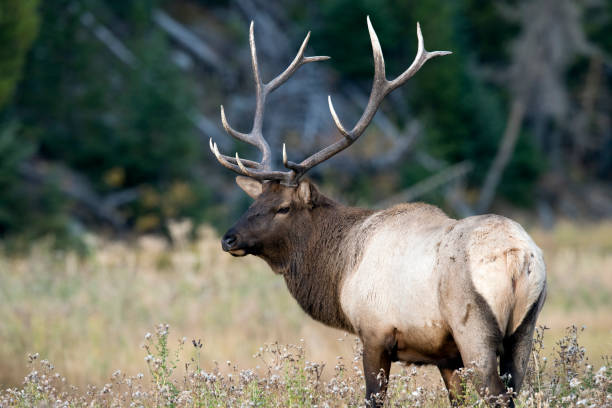 istock Season of Rut 655596530