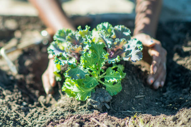 young kale grown in the organic garden in spring