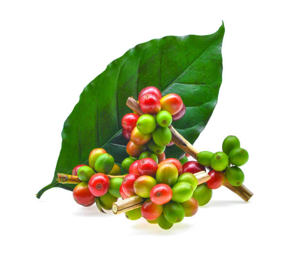 istock coffee grains and leaves isolated on white background 655604592