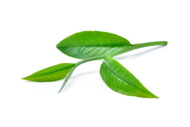 istock Green tea leaf with drops of water on white background 655610156