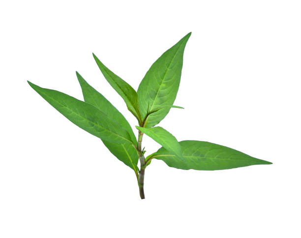 istock fresh vietnamese mint leaves isolated on white background 655610418