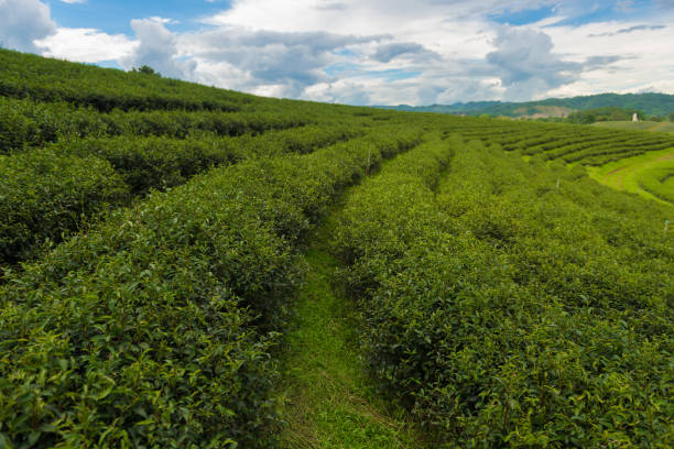 istock tea plantation in Thailand 655610584