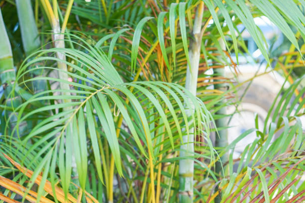 istock green palm leaves background 655610714