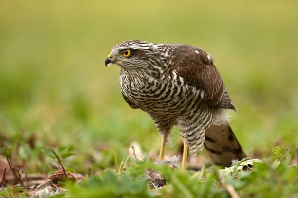 Sparrowhawk Sparrowhawk (Accipiter nisus) galapagos hawk stock pictures, royalty-free photos & images