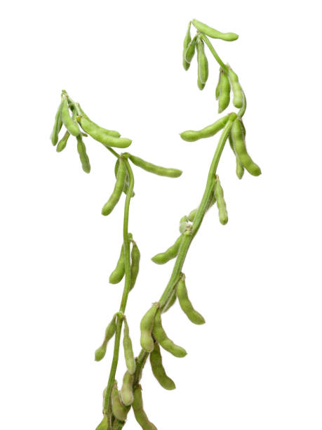 istock Fresh harvested soybean (edamame)   isolated on white background 655610856