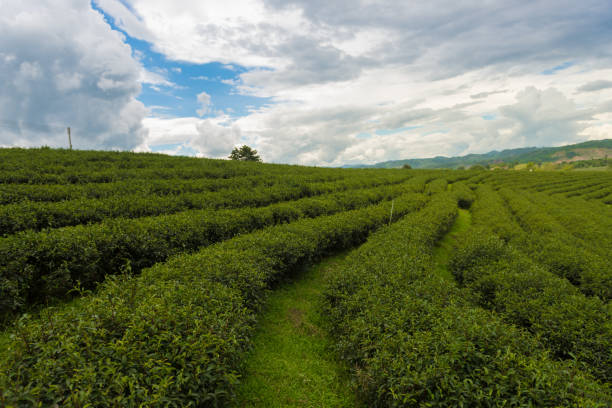 istock tea plantation in Thailand 655610950