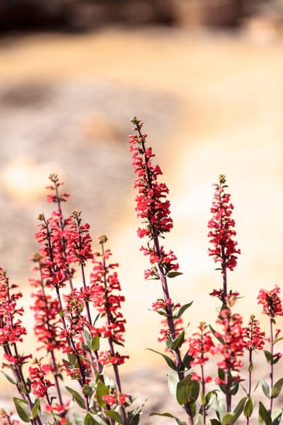 istock Bright fuchsia pink scarlet bugler flowers 655611174