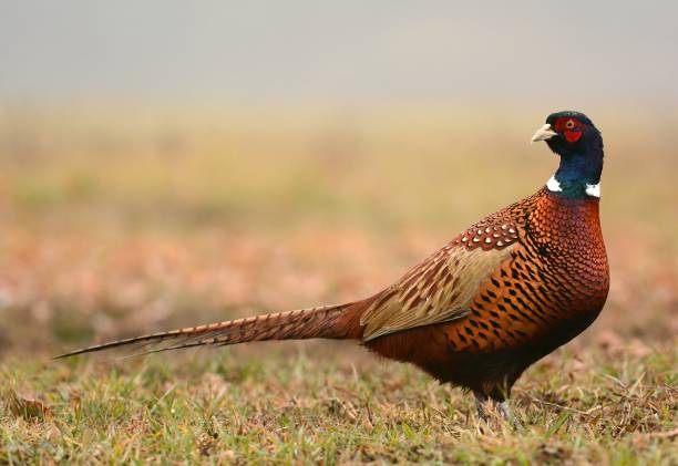 taube - pheasant hunting fotos stock-fotos und bilder