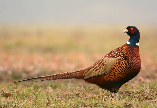 pombo - pheasant hunting fotos - fotografias e filmes do acervo